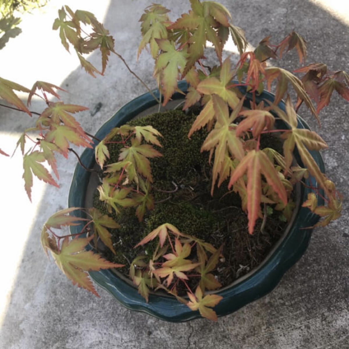 もみじ抜き苗(2年生)