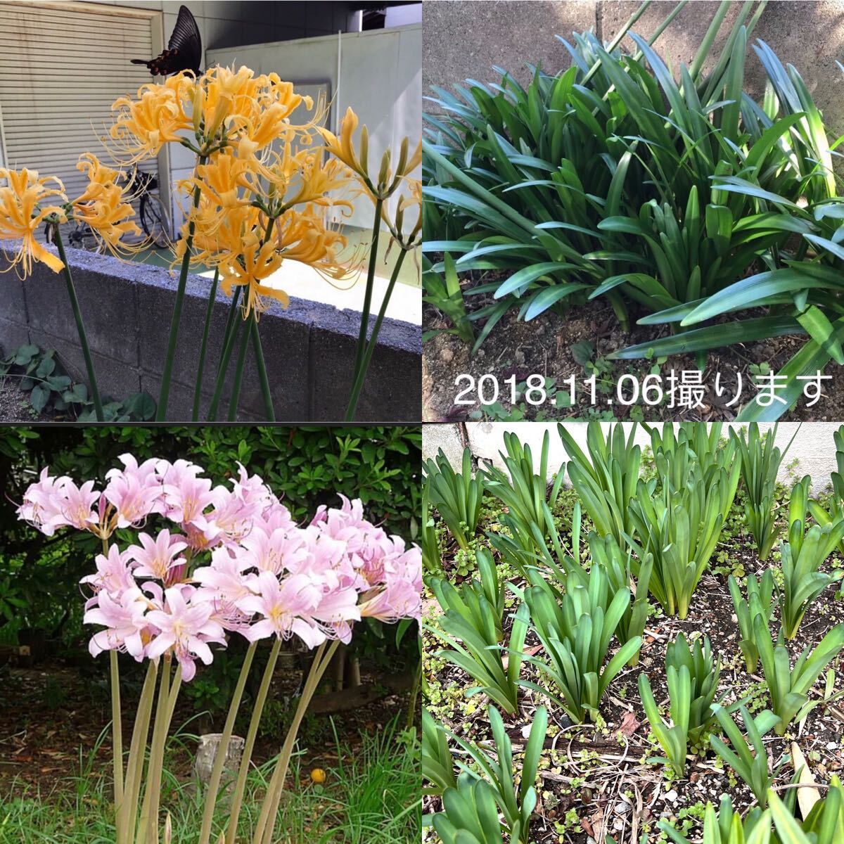 黄彼岸花、夏水仙