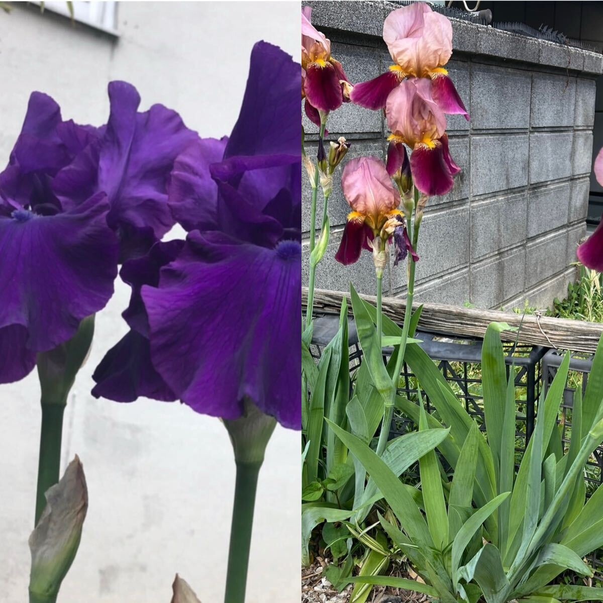 ジャーマンアイリス(3本)