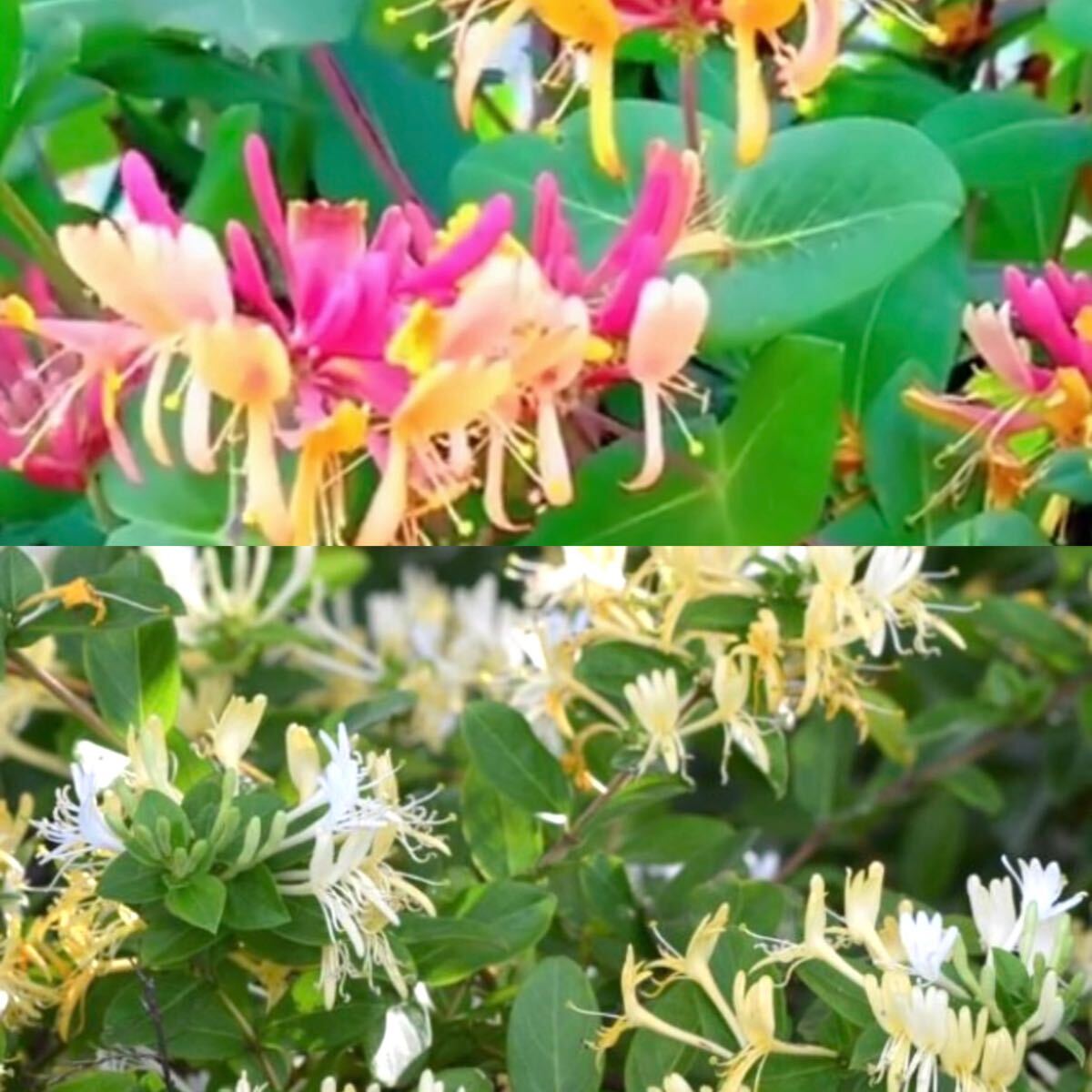 ハニーサックルゴールドフレーム