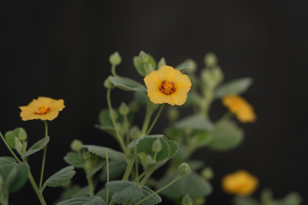 ★TO★NEWタイプ★花芽付き★ハワイの花　イリマ　Sida fallax　’Ilima　葉がシルバーで枝が乱れにくい　4号ポット苗　現品　100サイズ