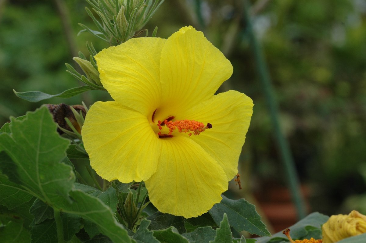 ★TO★花芽付き★ハワイの州花　黄色いハイビスカス・ブラッケンリッジー　モクレイアヌス　Hibiscus 　4号ポット苗　現品　100サイズ