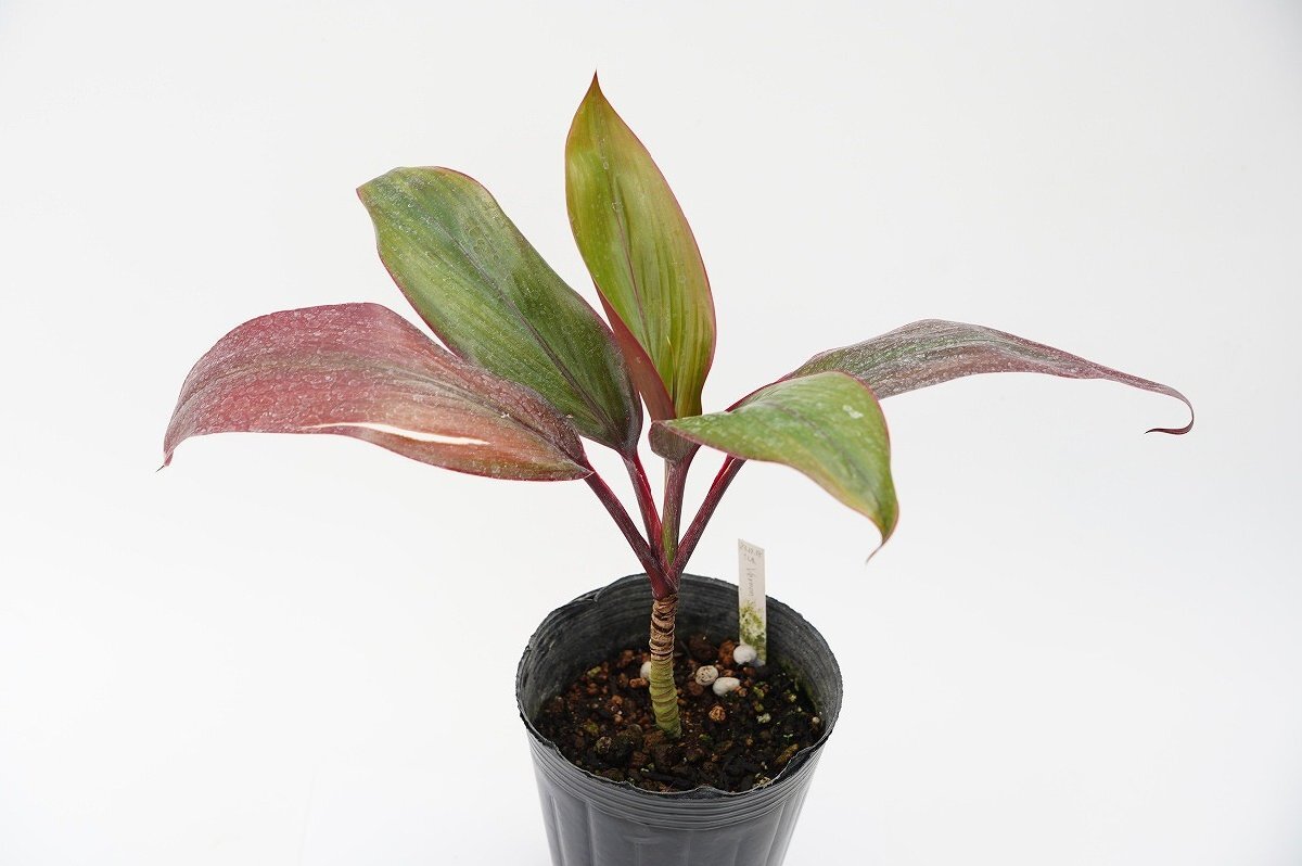 ★TO★ティーリーフ　コルディリネ　ヴァーノン・シルヴァ　Cordyline ’Vernon Silva’　観葉植物　ドラセナ　4.5号苗　現品　80サイズ