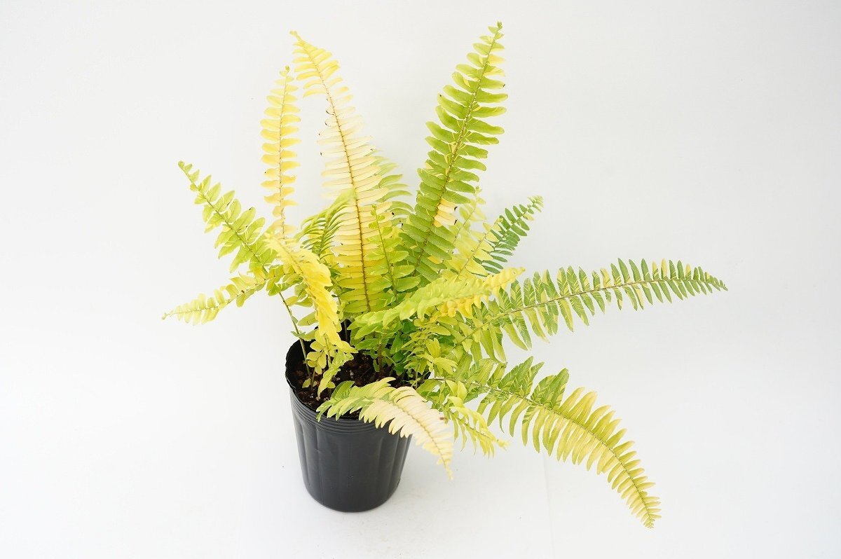 ★TO★斑が鮮明に入った斑入西洋タマシダ Nephrolepis exaltata 'Happy Marble' ハッピーマーブル　4号ポット　現品　観葉植物　80サイズ