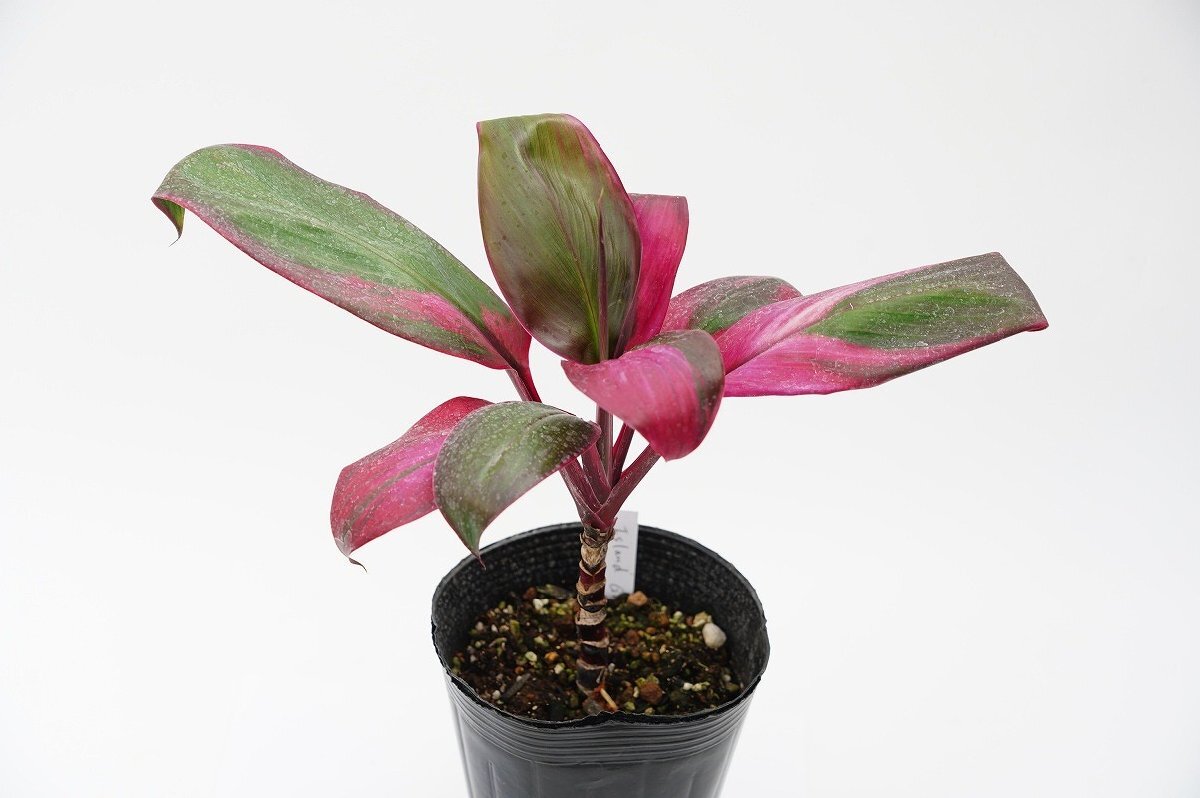 ★TO★ハワイのティーリーフ　コルディリネ　アイランド ゴッデス　 Cordyline ’Island Goddess’ 　観葉植物　4.5号ポット苗　80サイズ