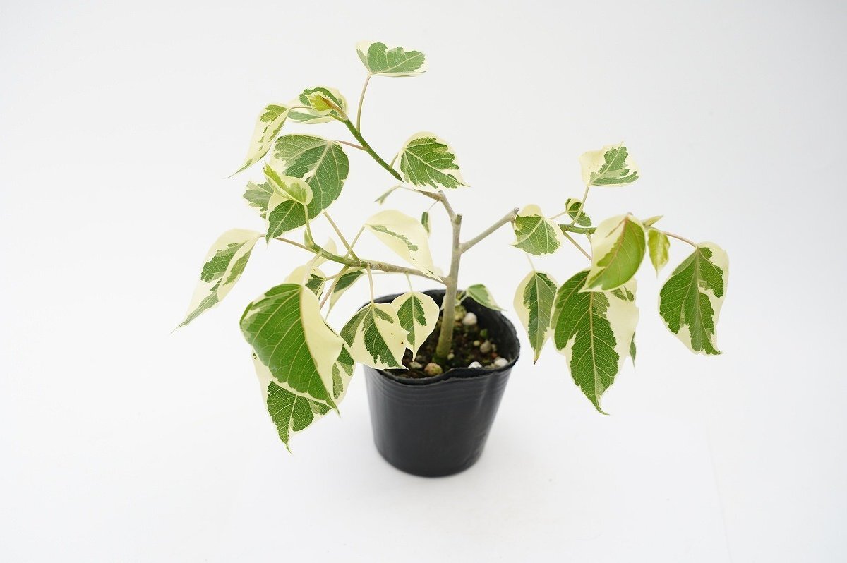 ★TO★インドボダイジュに似たフィカス・ルンフィーの斑入り Ficus rumphii variegated ランフィー 観葉植物 3号ポット苗 現品　60サイズ