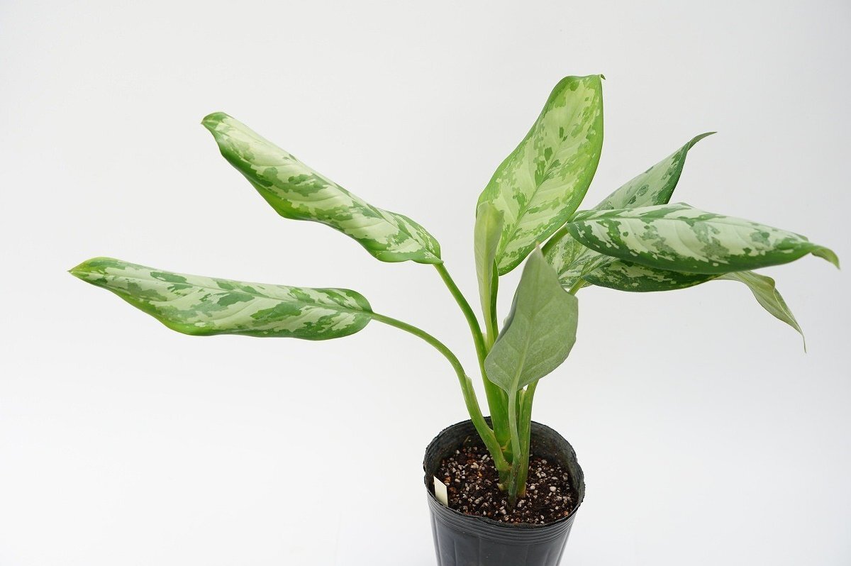 ★TO★アグラオネマの珍しい品種　マジェスティ―　Agleonema 'Majesty'　’Majestic’　古くからの品種　4.5号ポット苗　現品　100サイズ