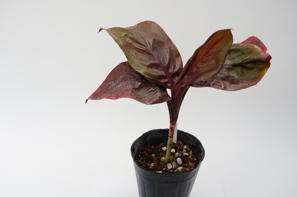 ★TO★人気★ハワイのティーリーフ Cordyline fruticosa ’Leather Back’　レザーバック　Ti 　観葉植物 4.5号ポット植え 苗　100サイズ