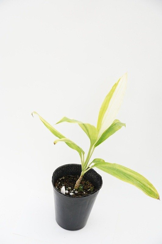 ★TO★ティーリーフ　コルディリネ　クラ・ゴールド　Cordyline ’Kula Gold’　観葉植物　ドラセナ　4.5号苗　現品　100サイズ