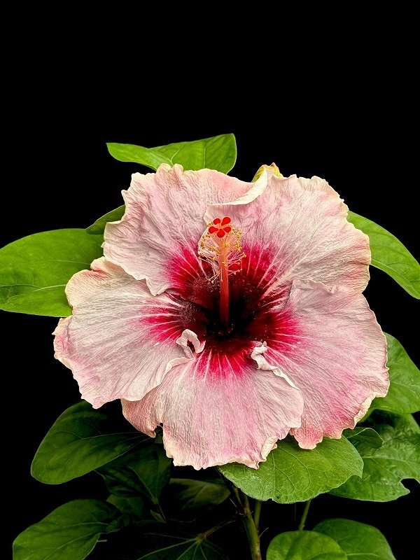 ★TO★春と秋に美しく咲く　ハワイアンハイビスカス　ミーオー・マイオー　Hibiscus ’Me Oh My Oh'　4.5号接木苗　現品　100サイズ　