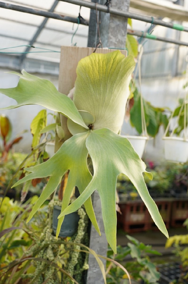 ★TO★珍種★珍しいビカクシダの交配種　ホワイトハウスNo.1　Platycerium White House No.1　コウモリラン 杉板付け　現品のみ　80サイズ