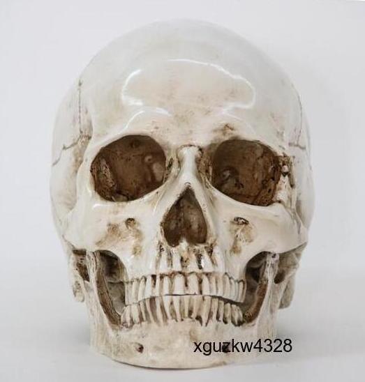 医療モデル 1:1 人間 頭部モデル 頭蓋骨 解剖学 レプリカ 樹脂 インテリア 装飾 アンティーク 雑貨 ハロウィン スカル 髑髏 骸骨