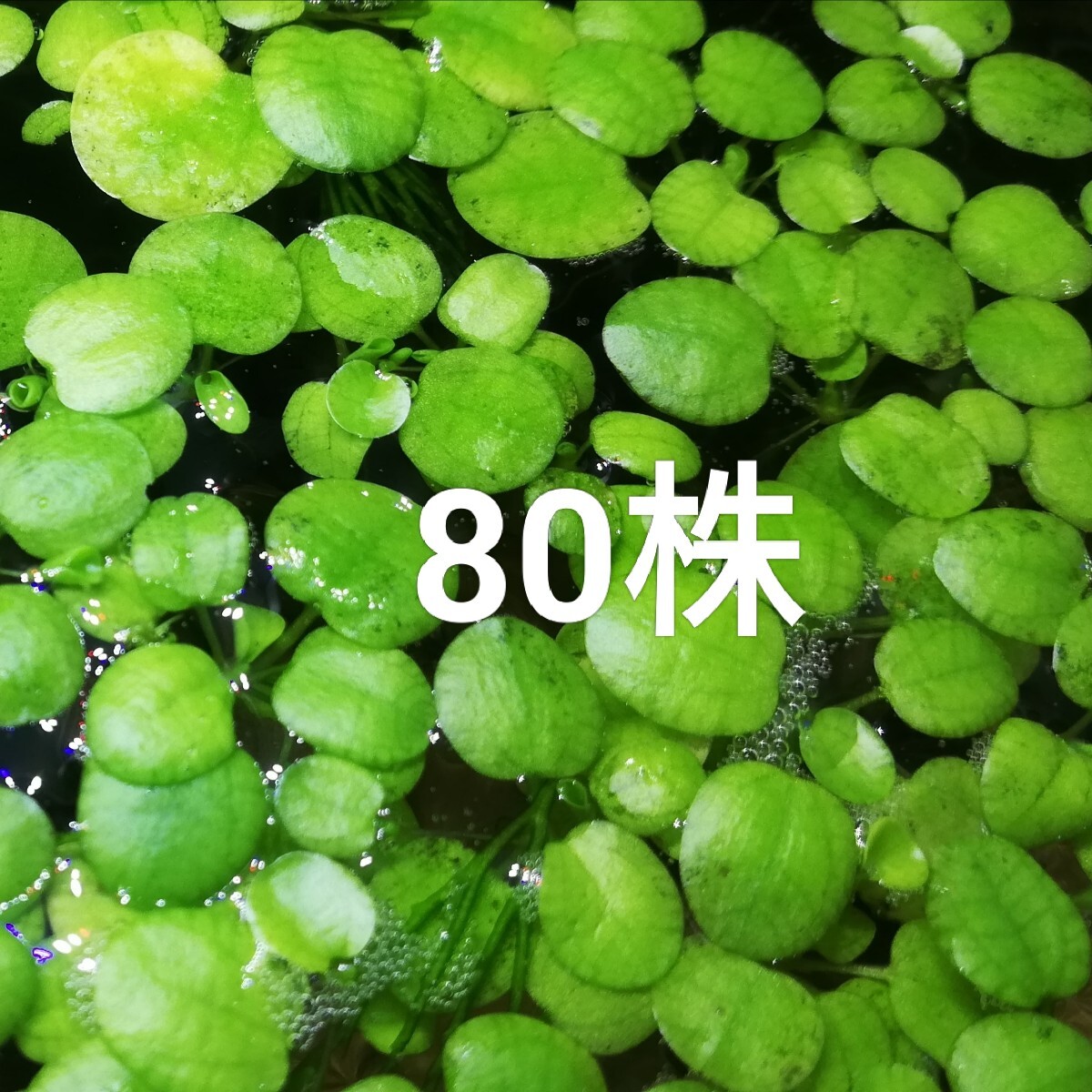 80株　水草(浮草)●ドワーフフロッグピット　80株