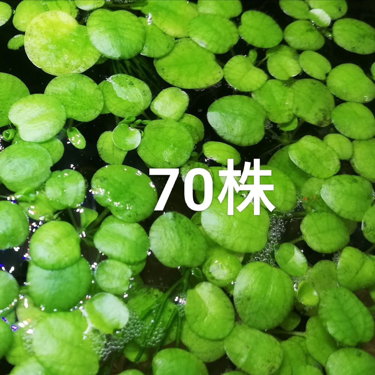 70株　水草(浮草)●ドワーフフロッグピット　70株