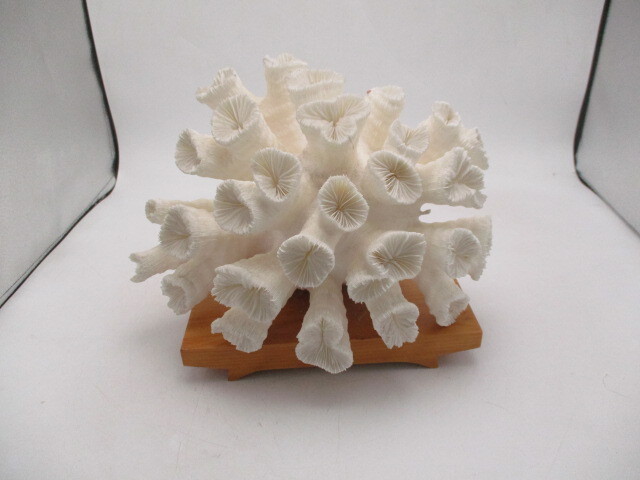 ★☆白サンゴ　珊瑚　置物　インテリア　アクアリウム☆★