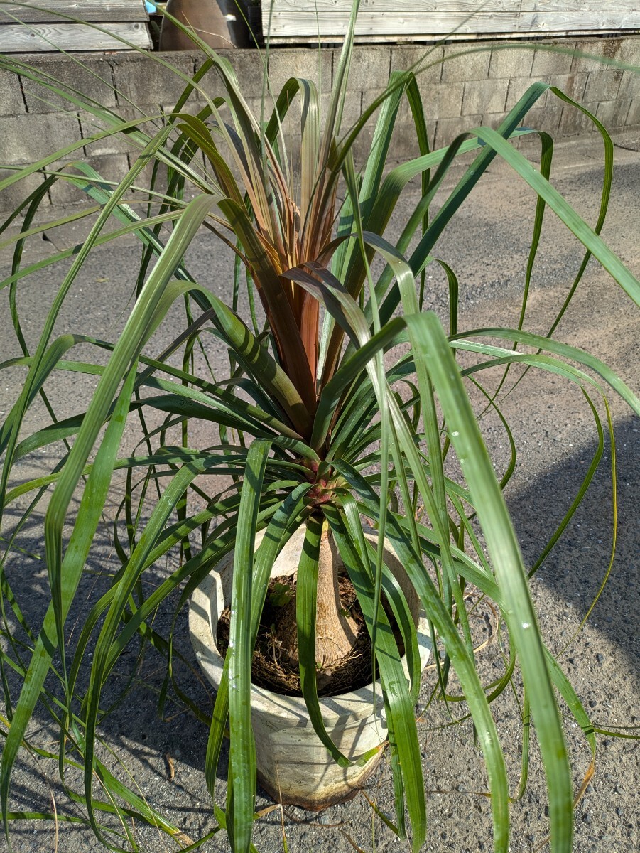 トックリラン高さ100センチ 