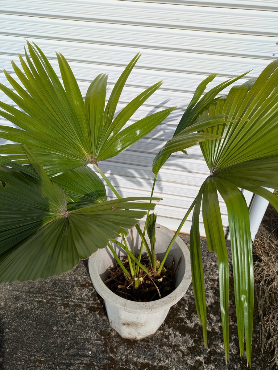ビローヤシ高さ100センチ 