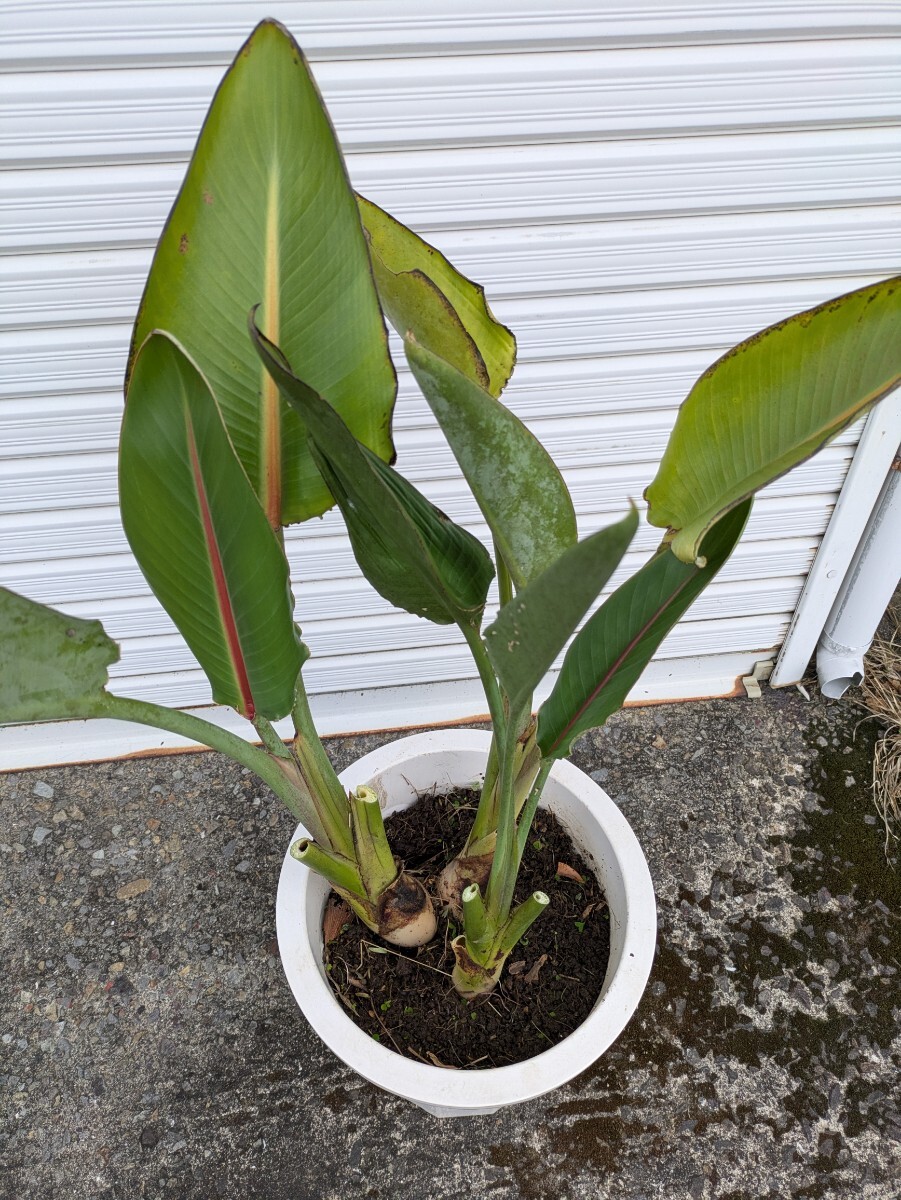  ストレリチア高さ100センチ