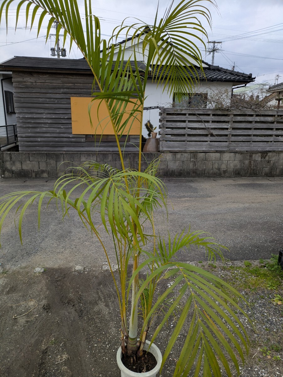 アレカヤシ高さ200センチ キズあり