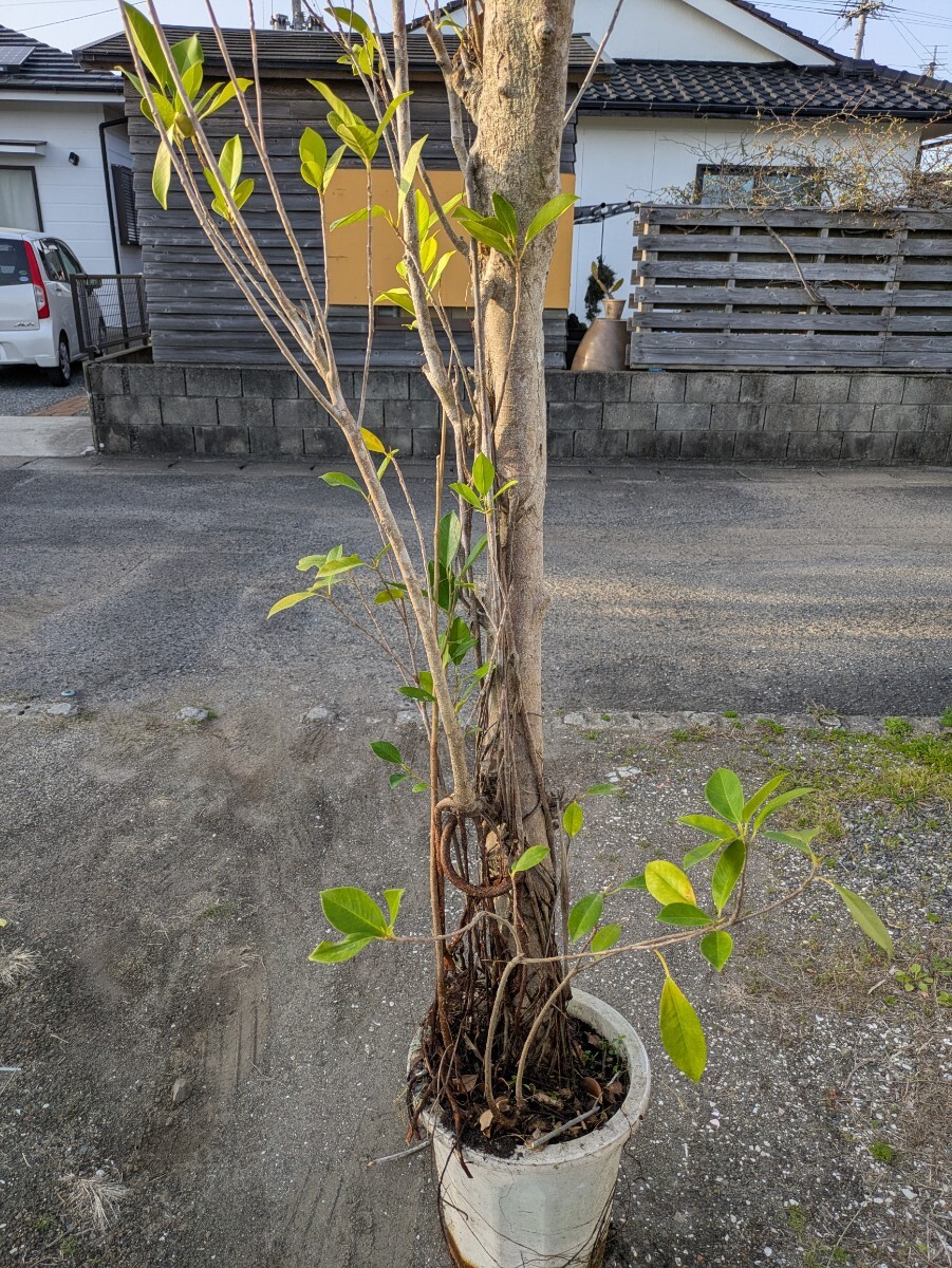ガジュマル高さ180センチ 
