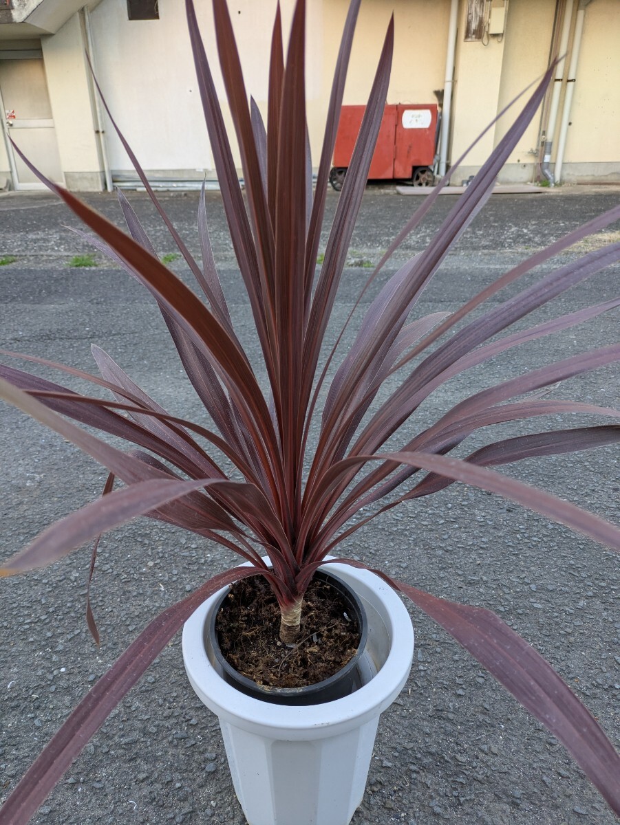レッドスター高さ70センチ 赤ドラセナ