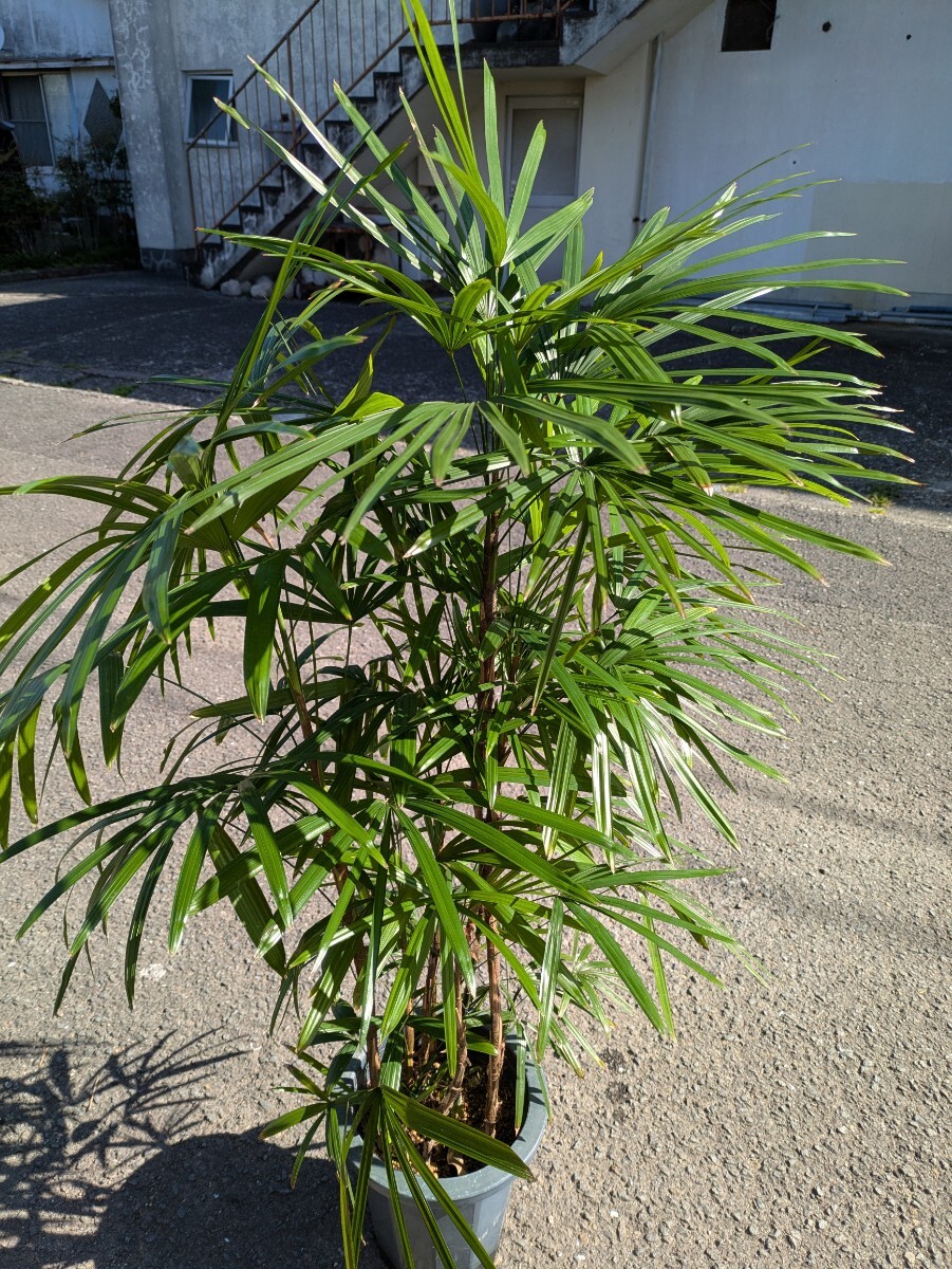 シュロ竹高さ120センチ 