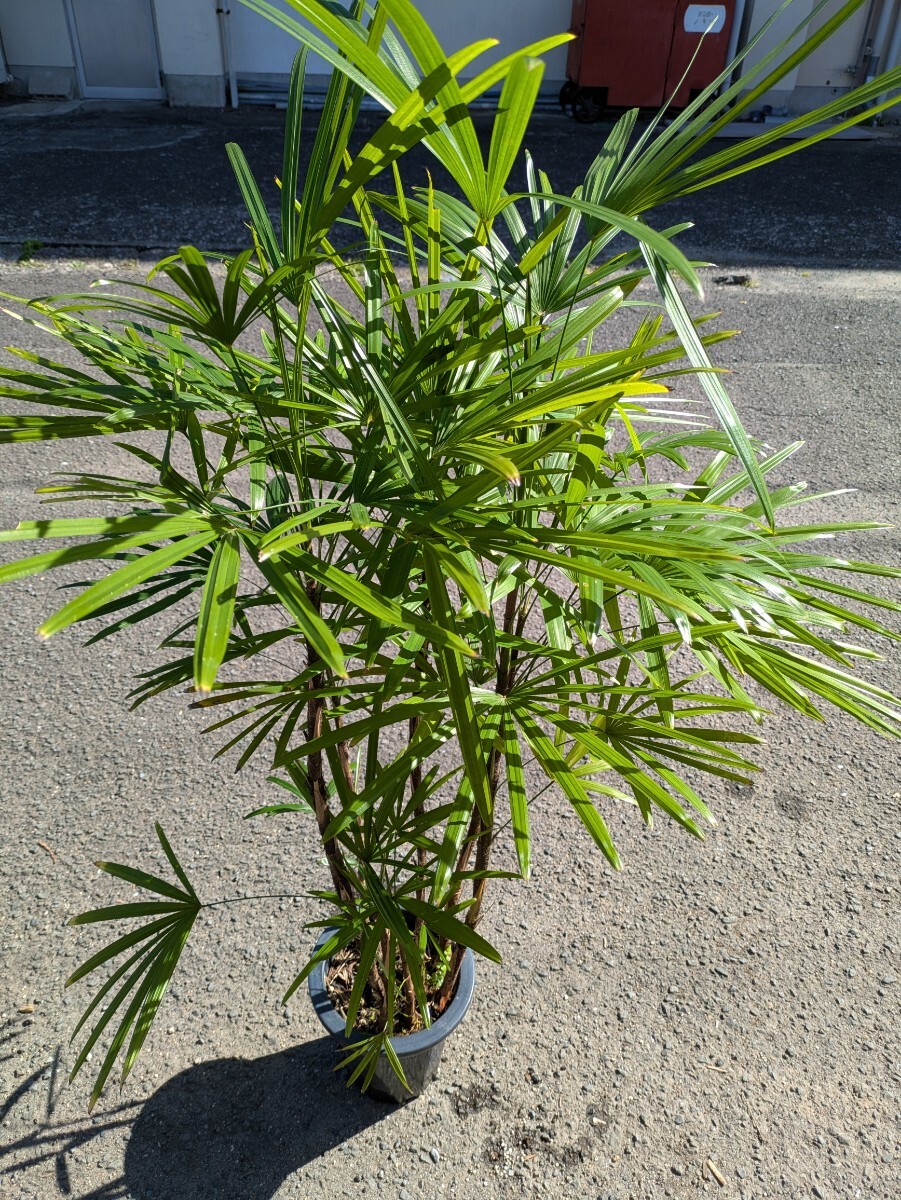 シュロ竹高さ120センチ 