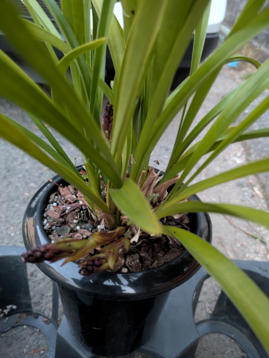 キンリョウヘン花3芽−62