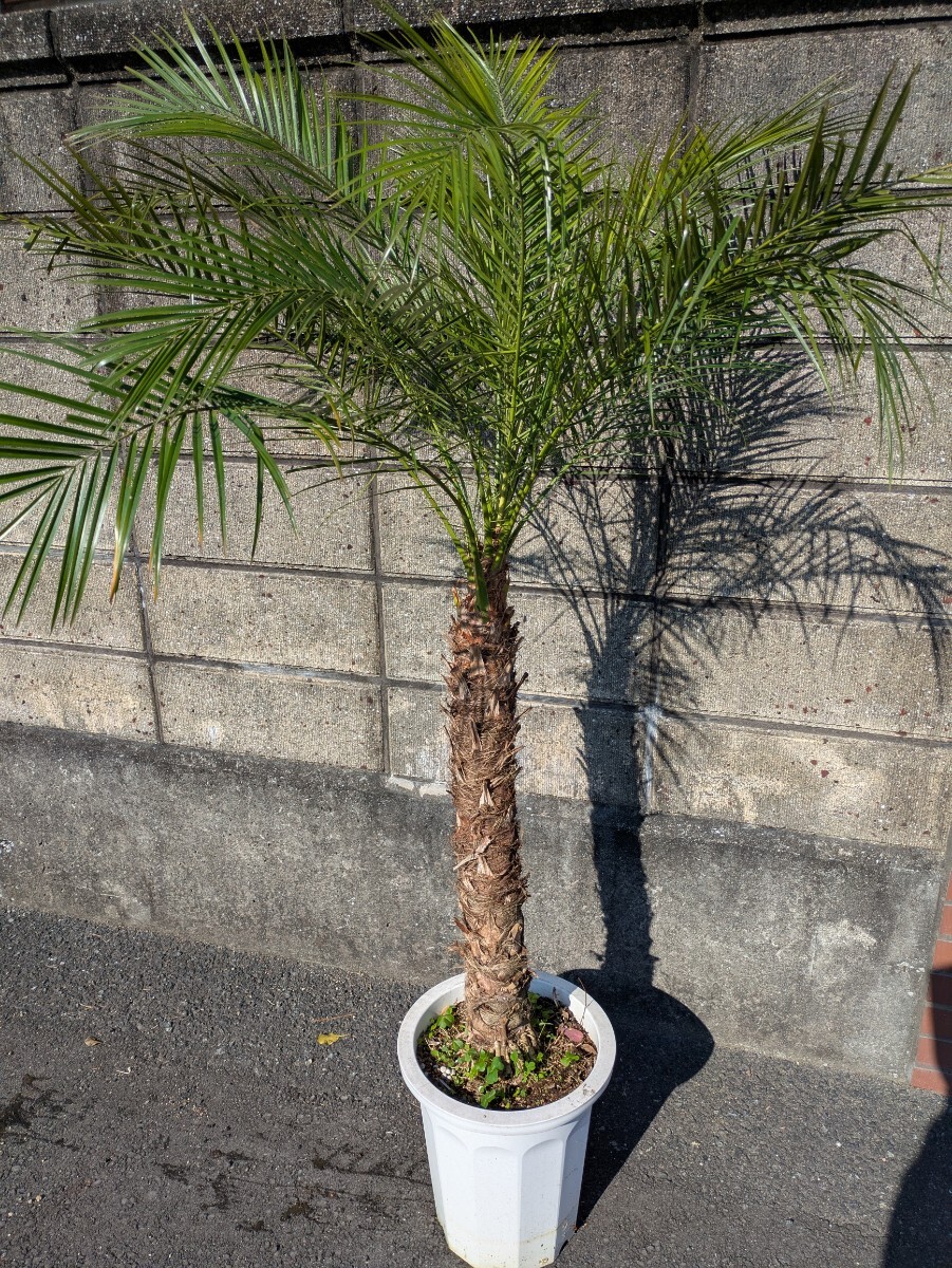 フェニックスロベレニー高さ160センチ 