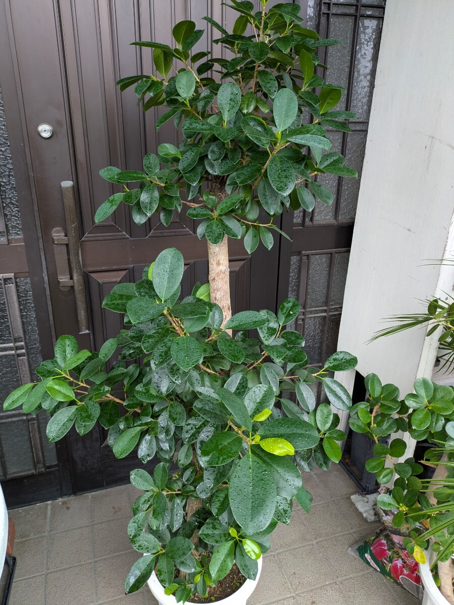 ガジュマル高さ160センチ 