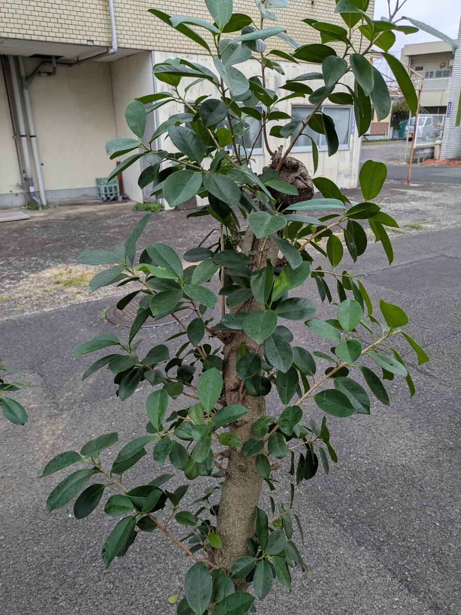 ガジュマル幹太高さ160センチ 