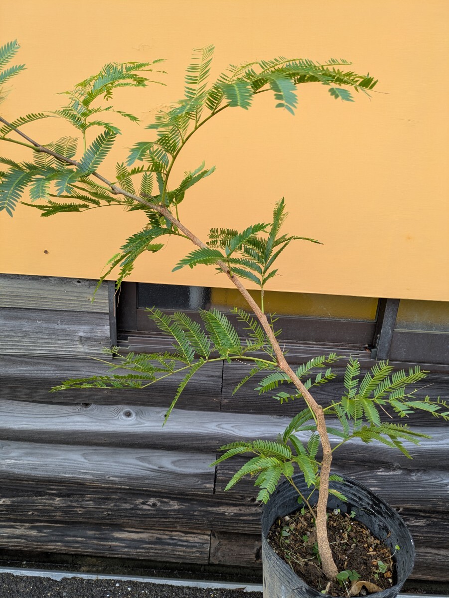 エバーフレッシュ高さ100センチ 