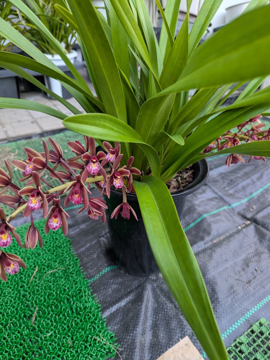 キンリョウヘン花3芽満開−81