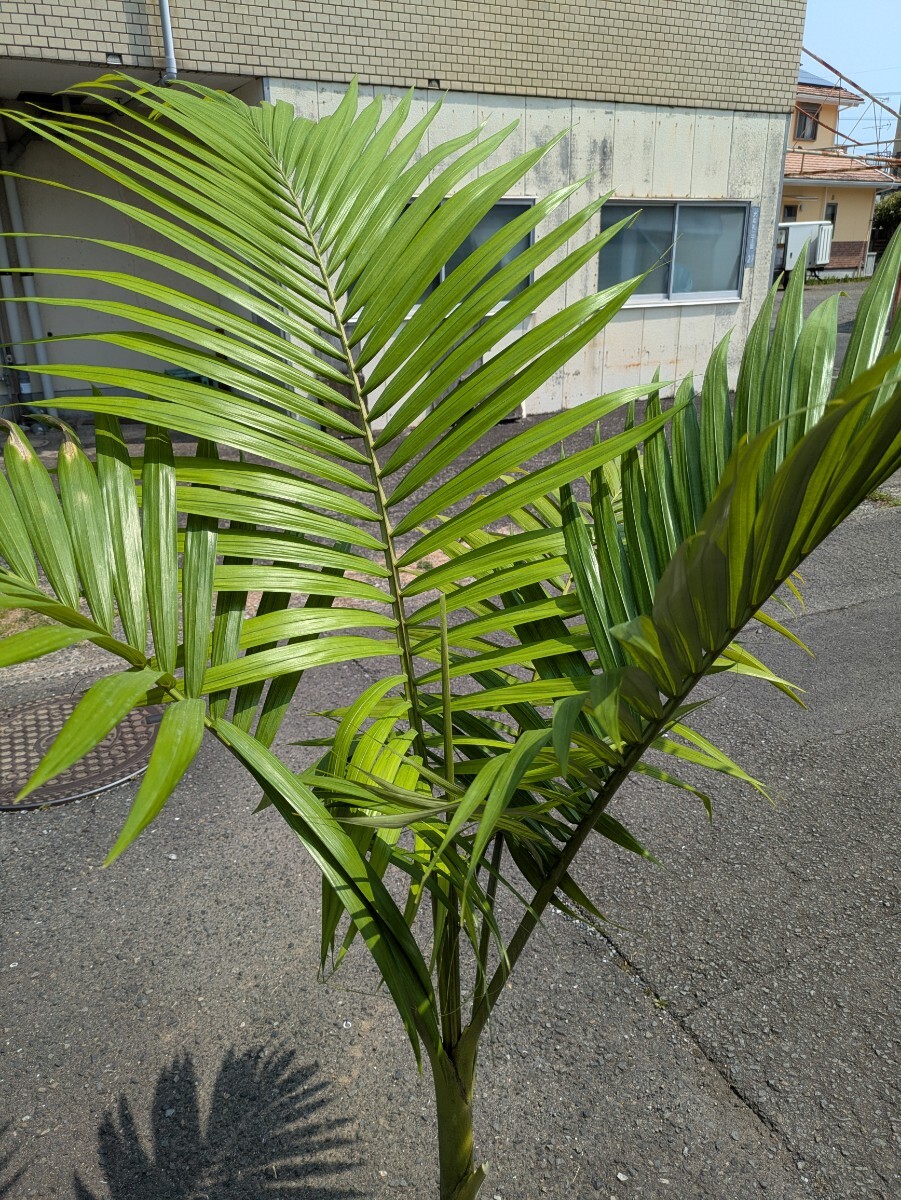 キングパーム高さ170センチ 