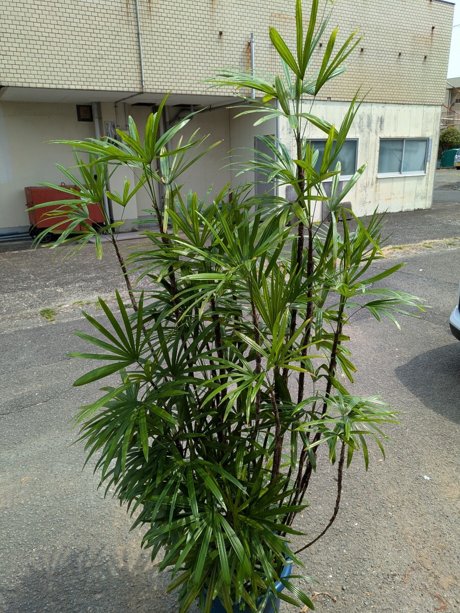 シュロ竹高さ160センチ 葉キズあり