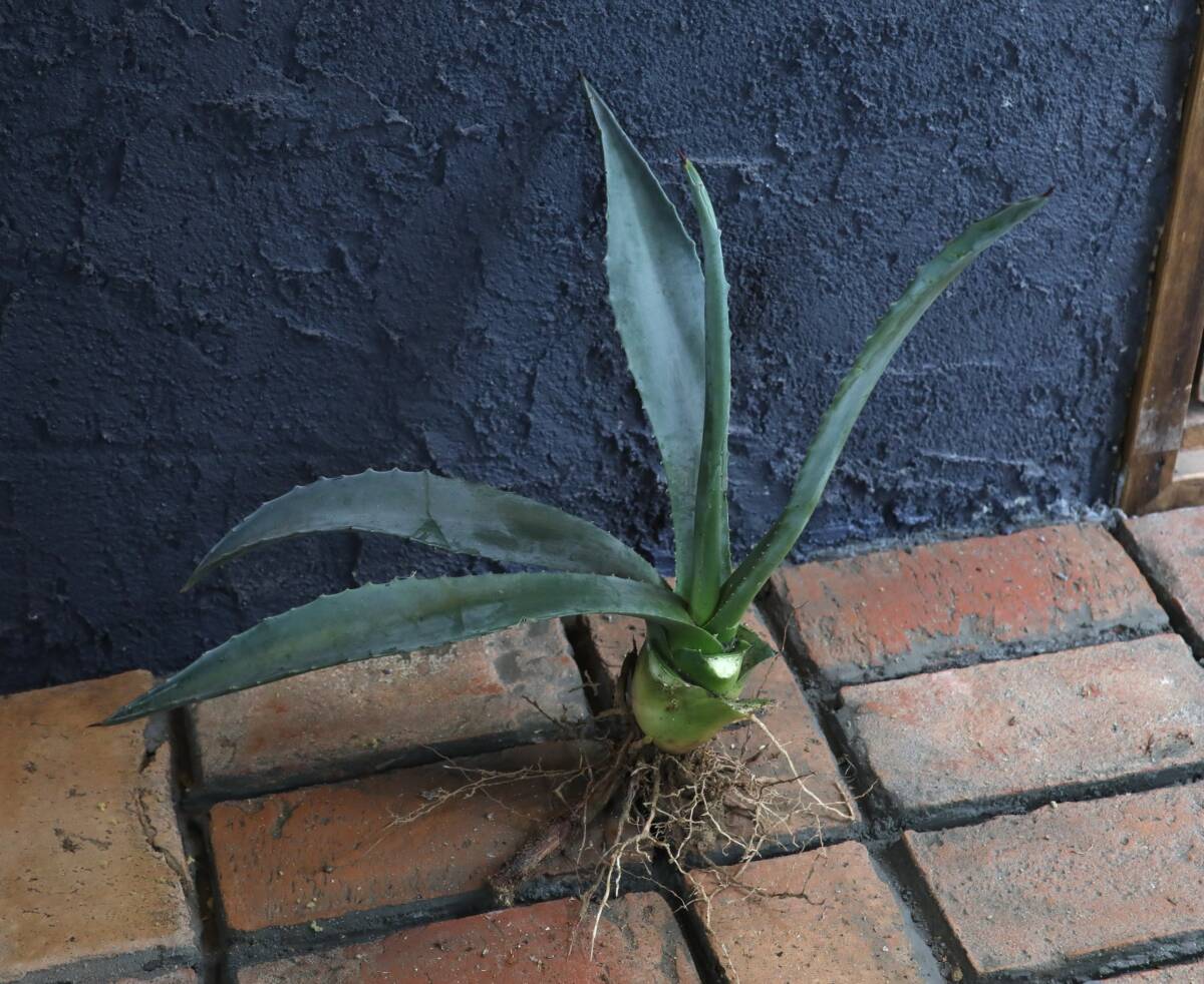 2★リュウゼツラン 名称不明 大型種の子供 耐寒性－15度位★80