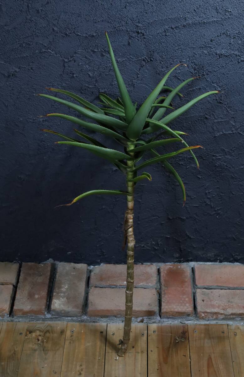 17★ストリアツラ アロエ ドライガーデンに★140