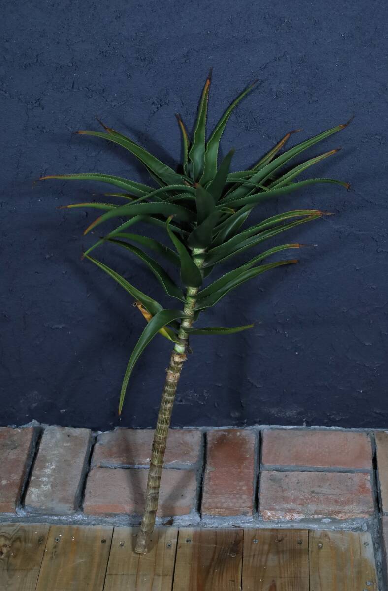 14★ストリアツラ アロエ ドライガーデンに★140