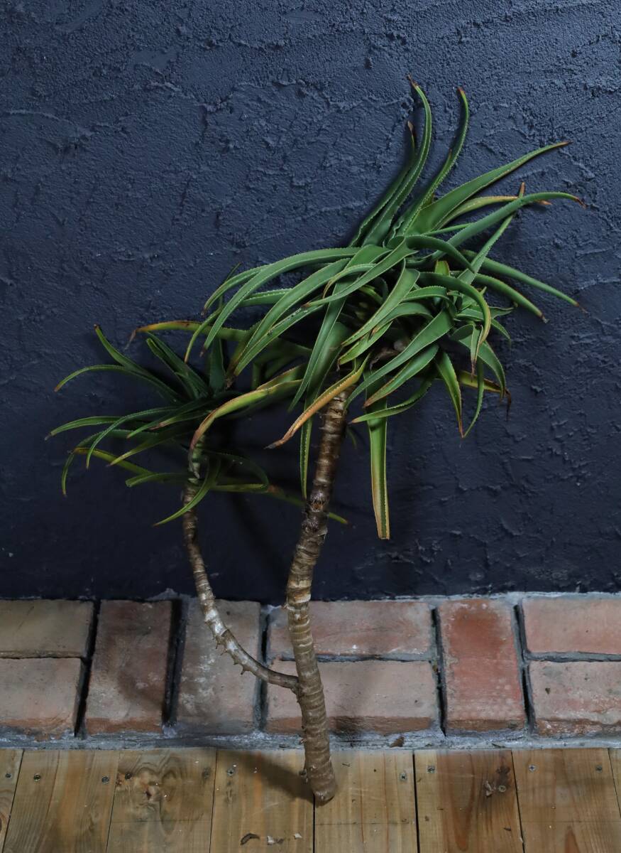 16★ストリアツラ アロエ ドライガーデンに★140