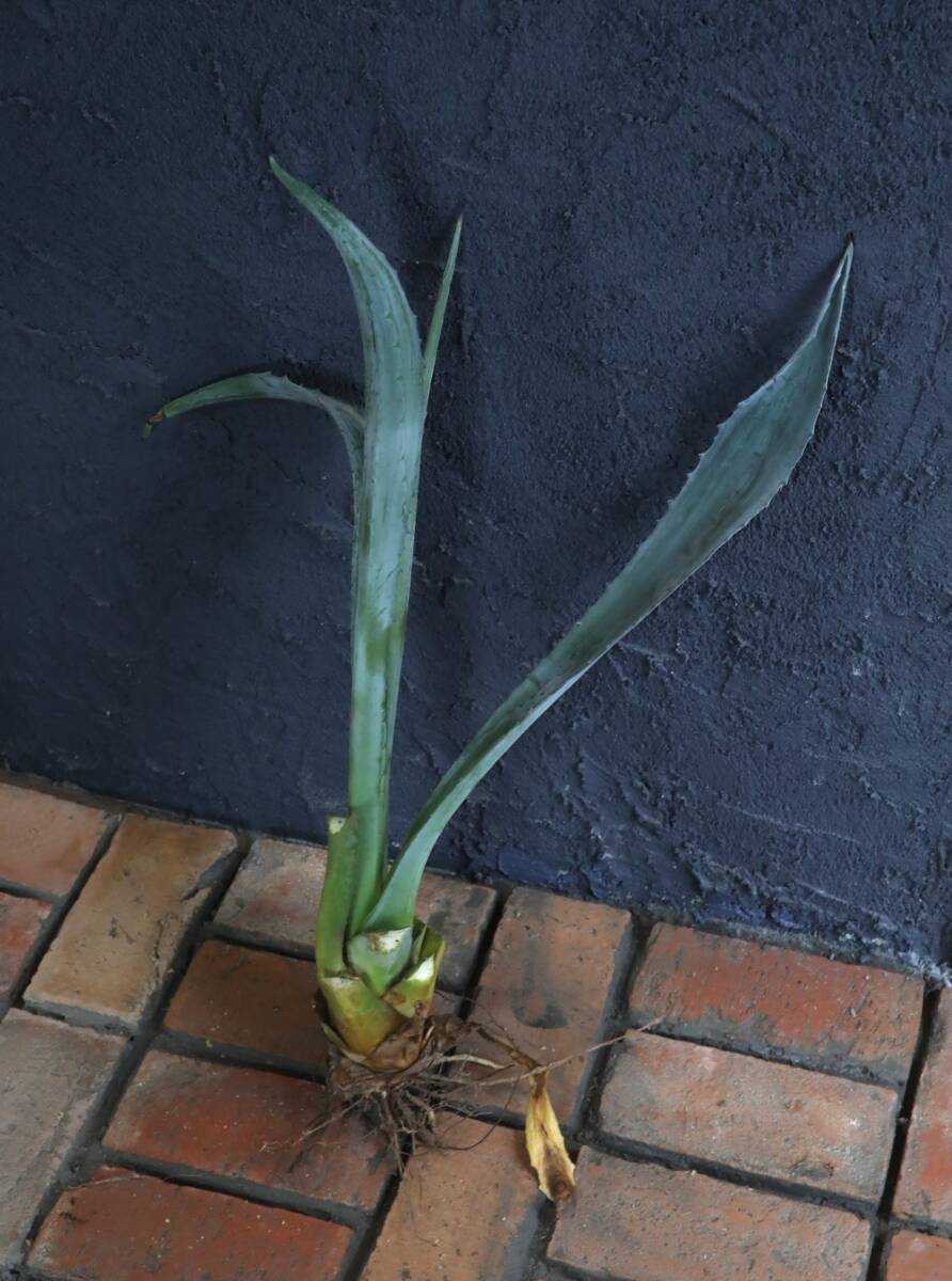 ★リュウゼツラン 名称不明 大型種の子供 耐寒性－15度位★100