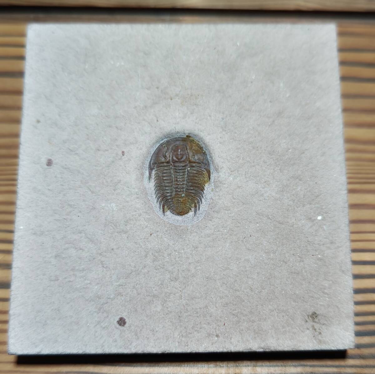 三葉虫　MODOCIA TYPICALIS　ユタ州産
