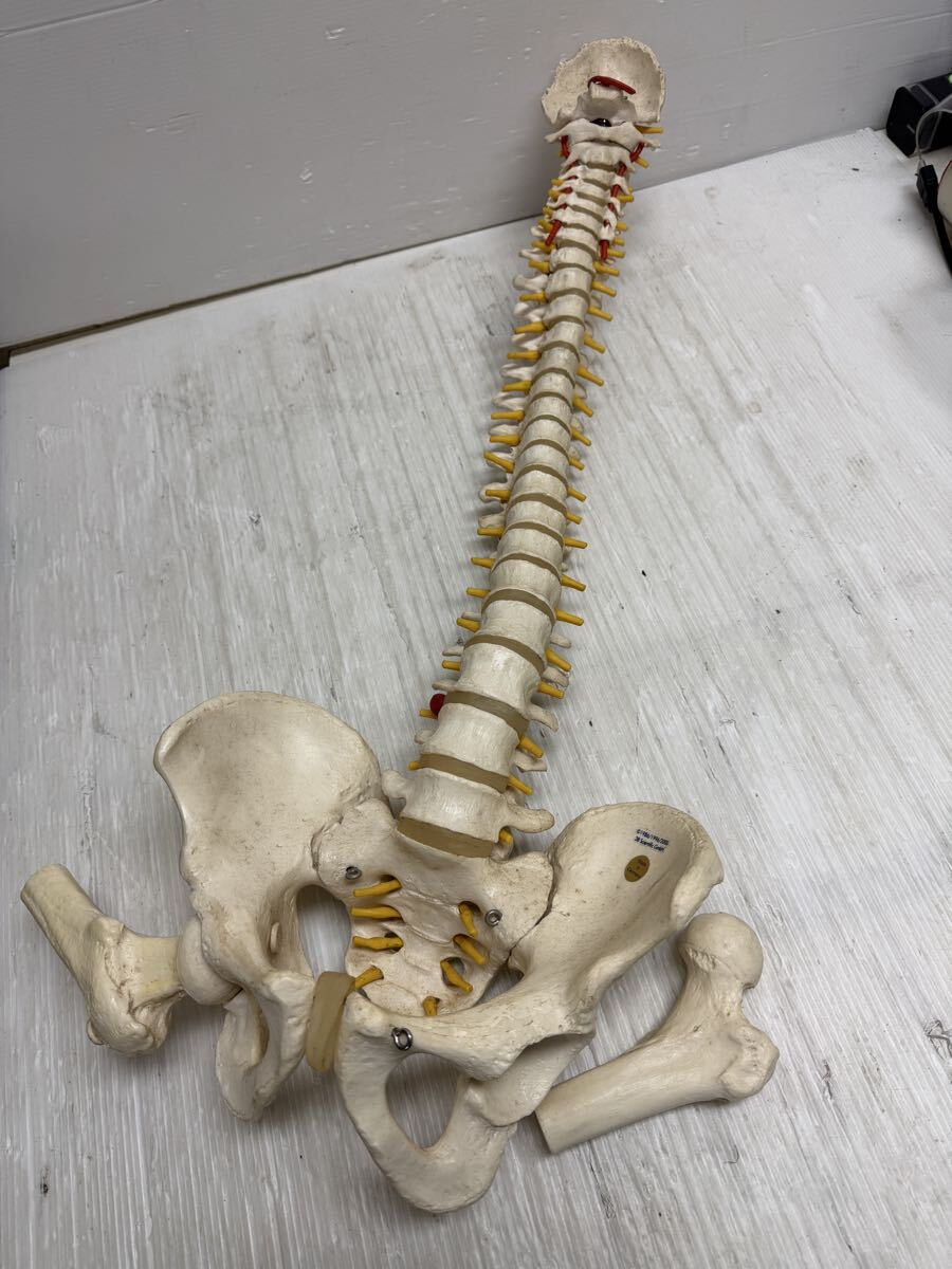 3B 脊椎模型 人体模型 骨格標本　骨盤　ドイツ製