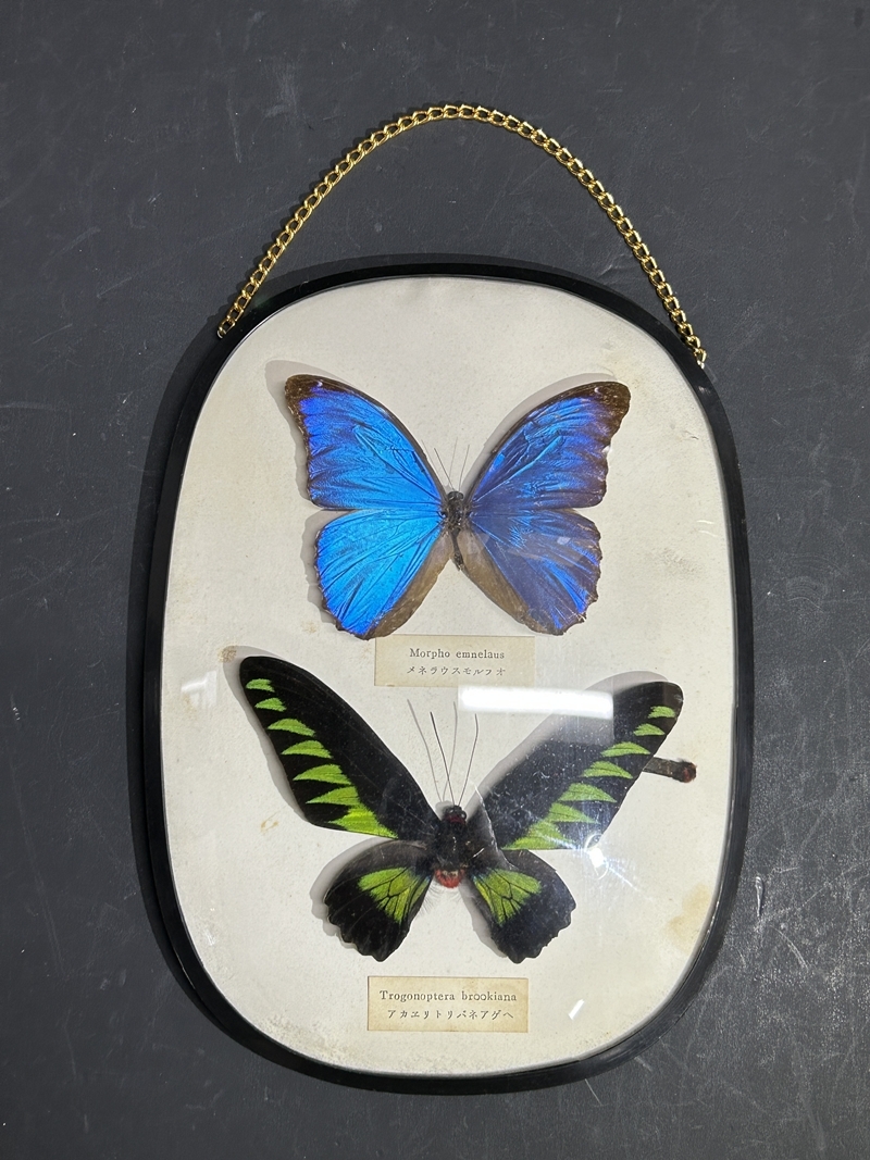 ● コレクター必見 蝶々 剥製 メネラウスモルフォ / アカエリトリバネアゲハ 蝶 標本 額装 壁掛 飾り コレクション Hs167