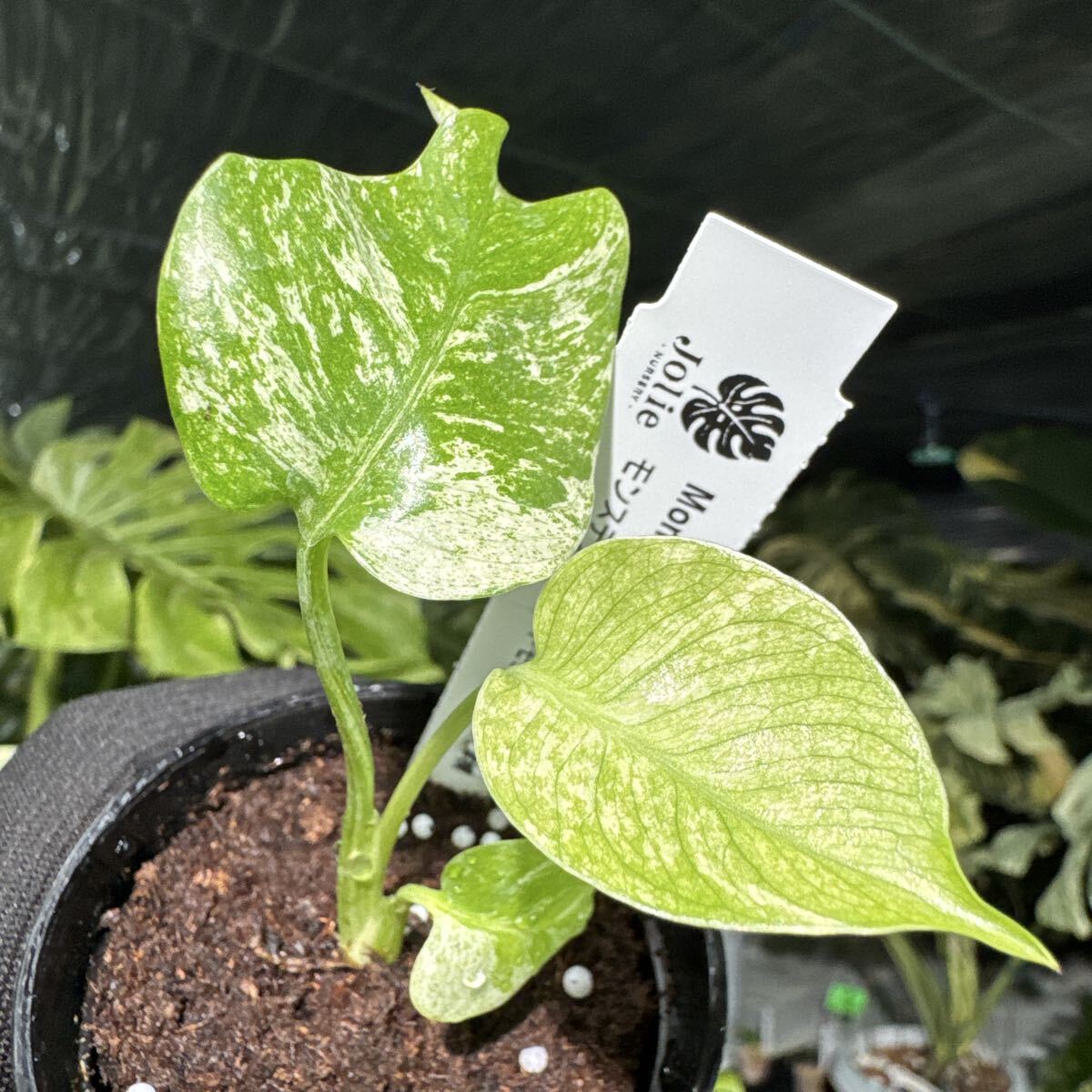 B7 モンステラ　デリシオーサ　ホワイトモンスター　天津蘭