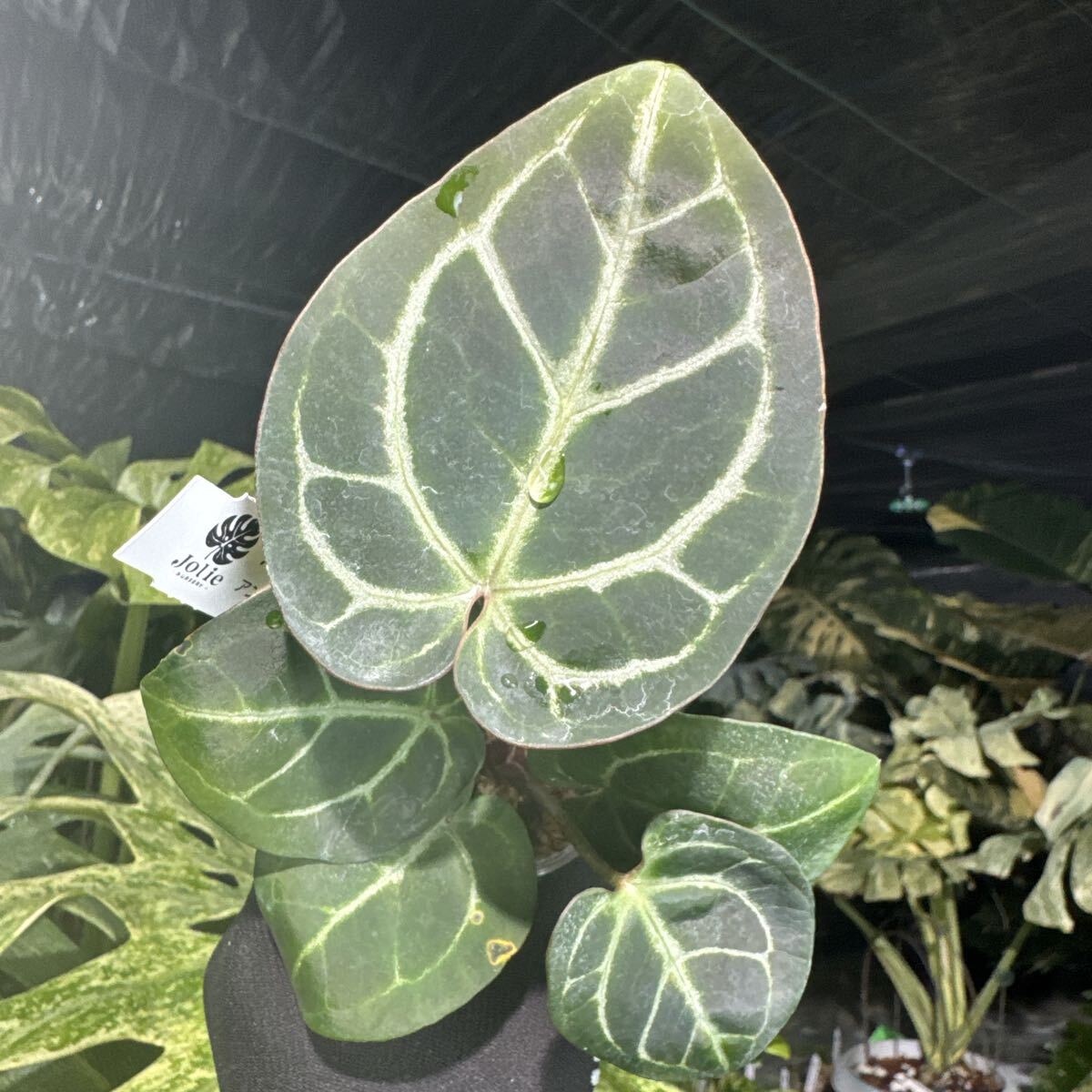 17 アンスリウム クリスタリナム　X マニフィカム　2寸ポリポット　ネコポス発送