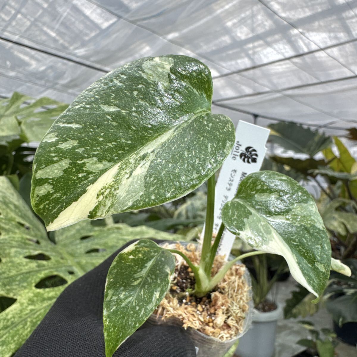 M14 厳選斑入り　モンステラ デリシオーサ タイコンステレーション　２寸ポリポット　ネコポス発送