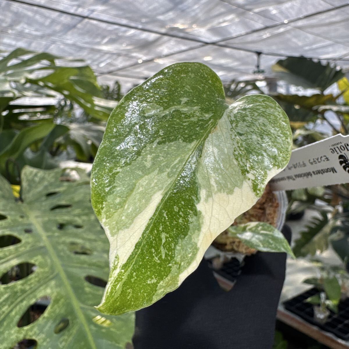 G6 モンステラ　タイコンステレーション　厳選斑入り　2寸ポリポット　ネコポス