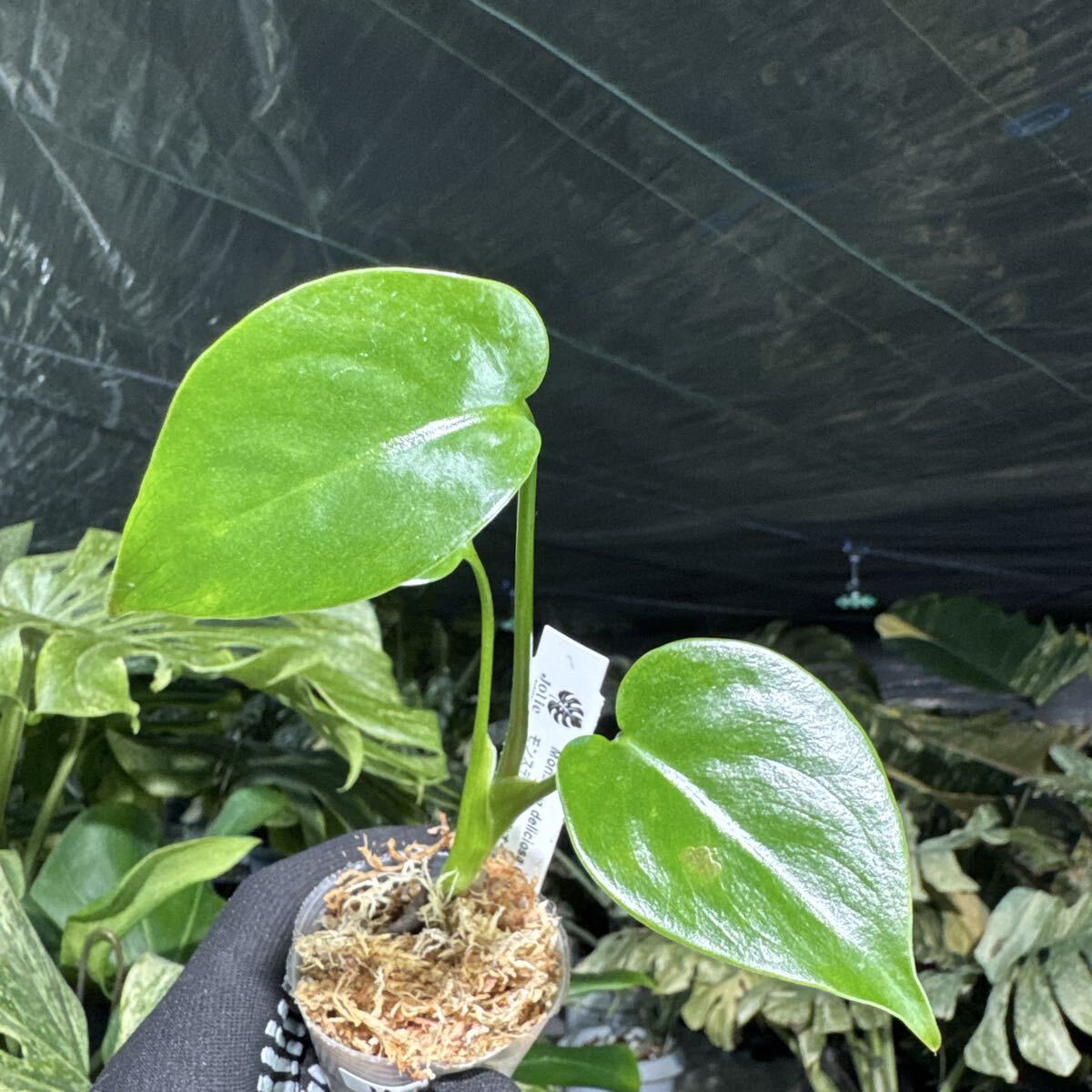 16 モンステラ デリシオーサ コンパクタ　2寸ポリポット　ネコポス発送