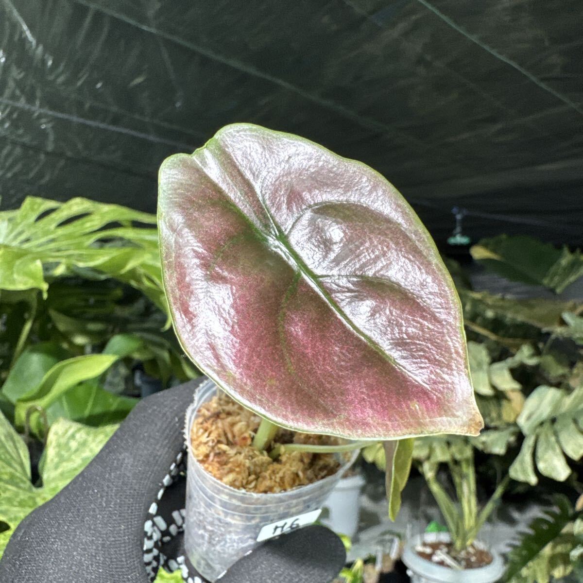 H6 アロカシア　クプレア　レッドシークレット　2寸ポリポット　ネコポス発送