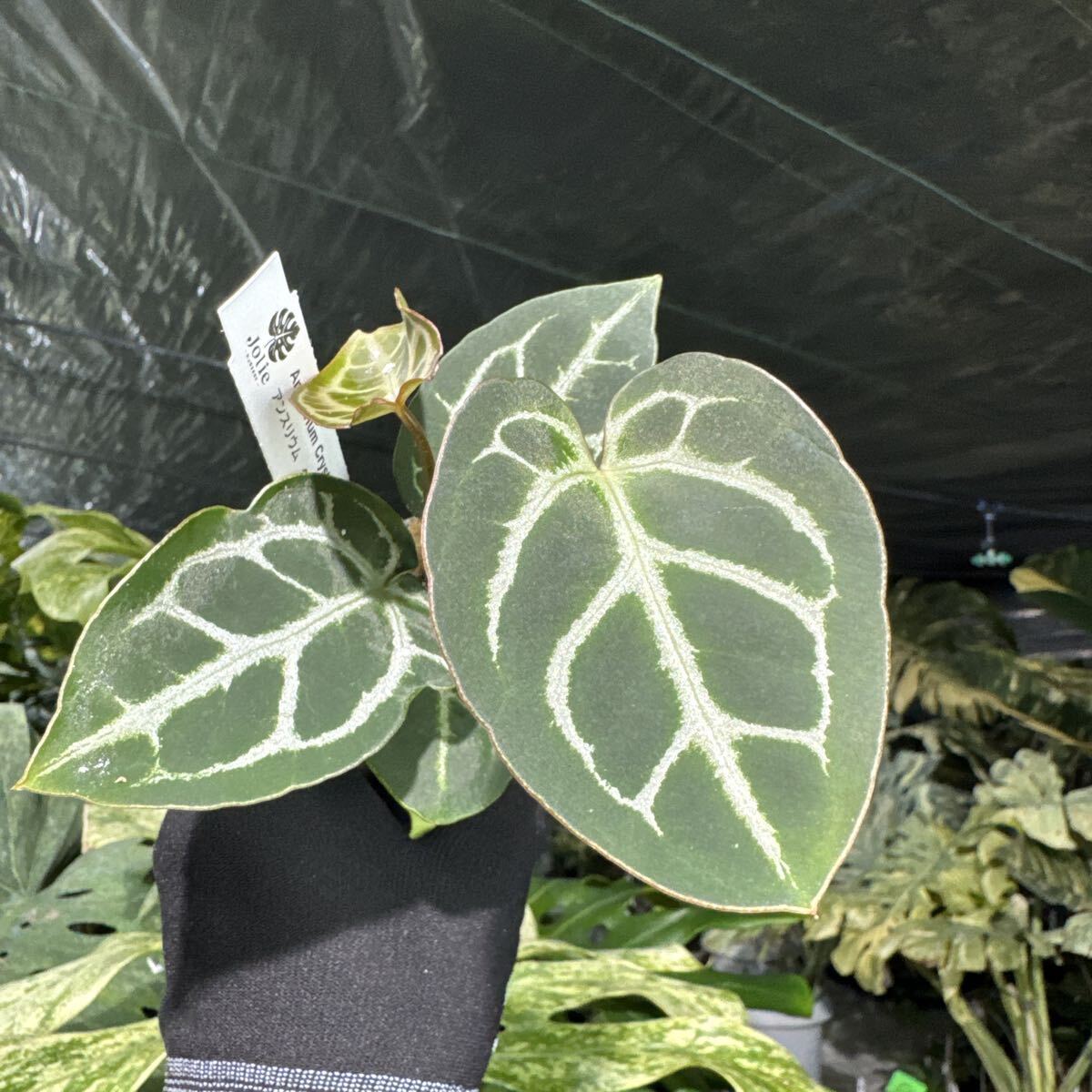 D6 アンスリウム クリスタリナム　X マニフィカム　2寸ポリポット　ネコポス発送